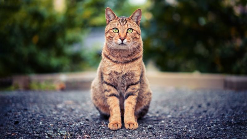 10 Longest Living Cat Breeds