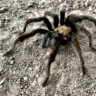 11 States with a High Presence of Tarantulas