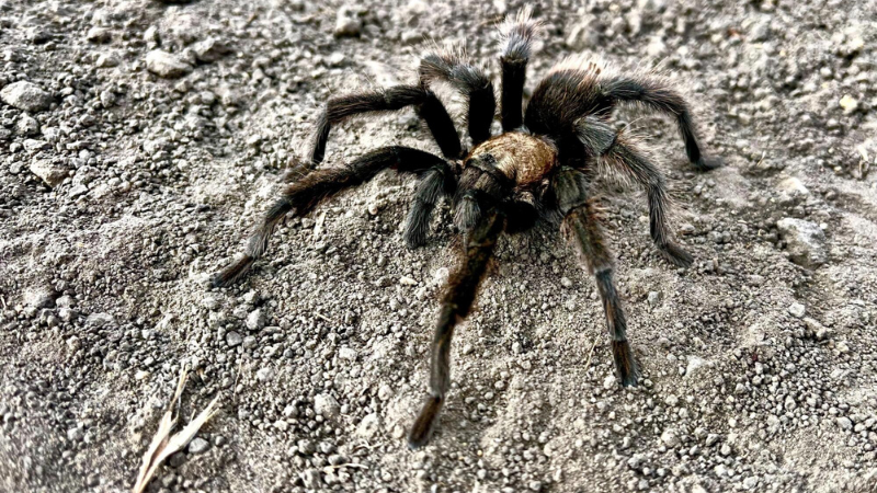 11 States with a High Presence of Tarantulas