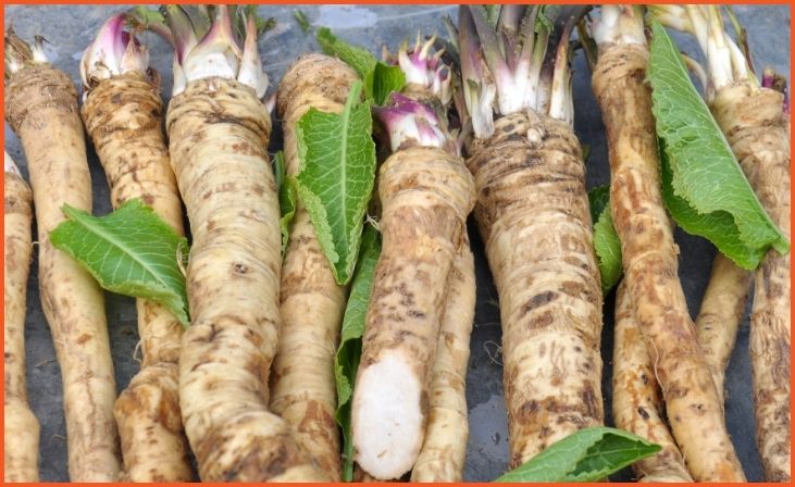 Horseradish