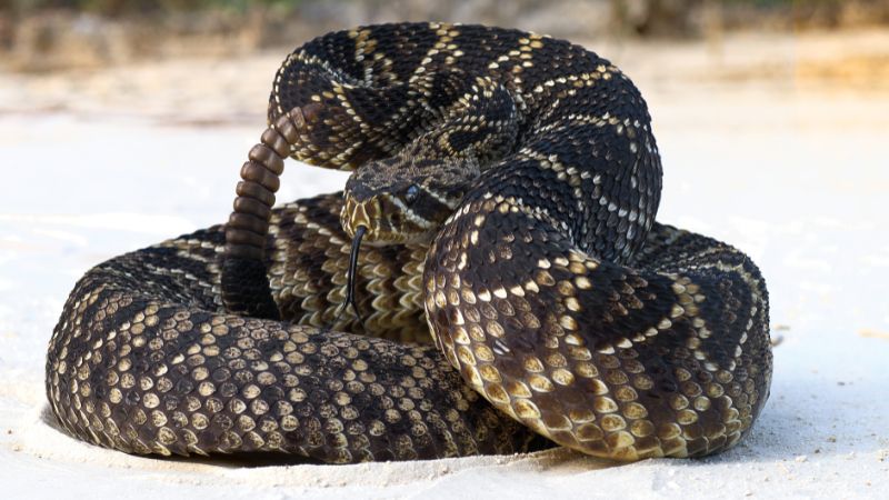 Record-Breaking Timber Rattlesnake Discovery