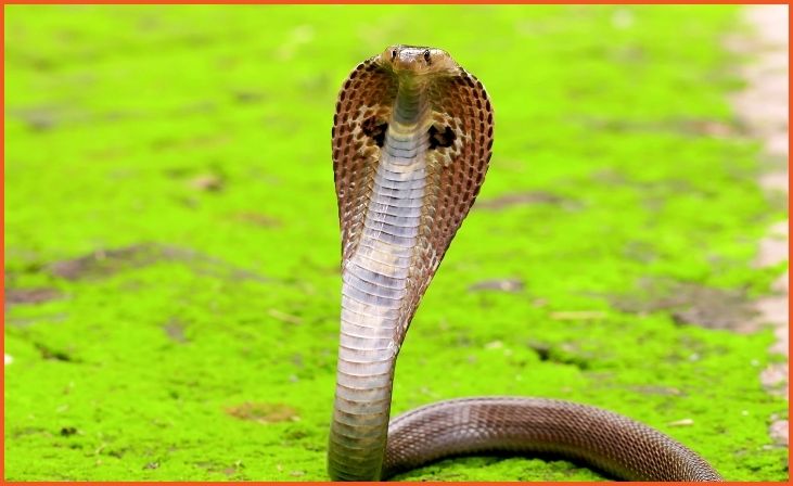 The Incredible Size of the Record-Breaking Snake