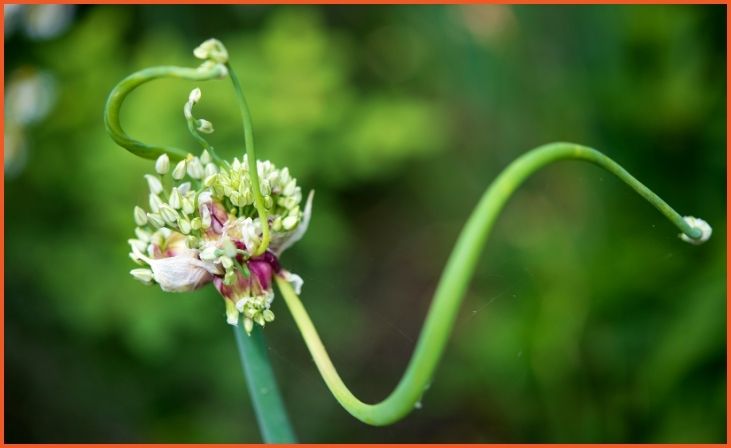 Walking Onion